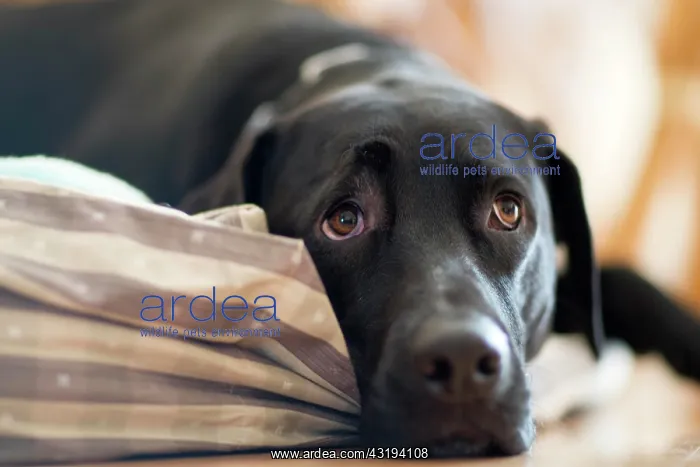 : A Labrador mix laying on a pillow with a sad look : A Labrador mix laying on a pillow with a sad look