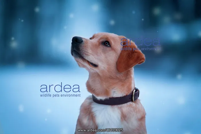 : Labrador Mongrel, animal portrait with snowflakes : Labrador Mongrel, animal portrait with snowflakes
