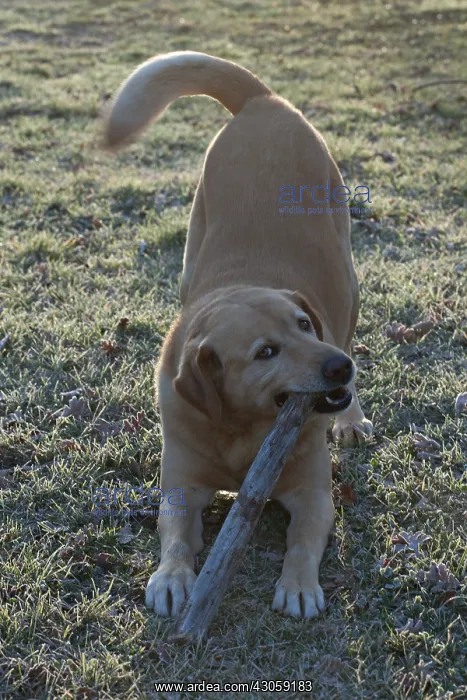 : Labrador mongrel playing with a stick in a garden in winter : Labrador mongrel playing with a stick in a garden in winter