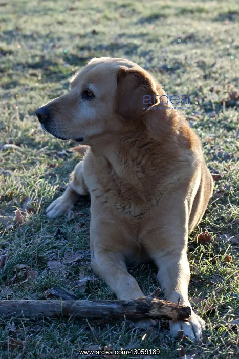 : Labrador mongrel playing with a stick in a garden in winter : Labrador mongrel playing with a stick in a garden in winter