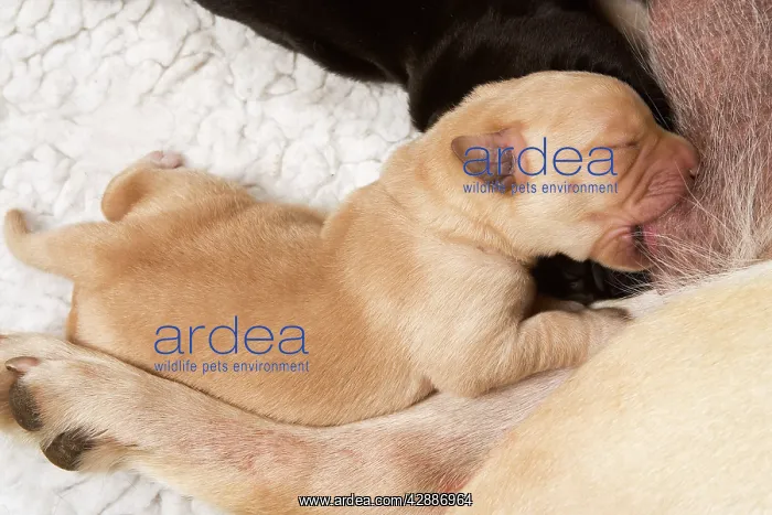  : Labrador - newborn puppy suckling