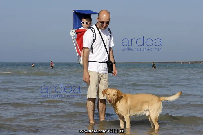 : Labrador and his owner at the seaside Normandy France : Labrador and his owner at the seaside Normandy France