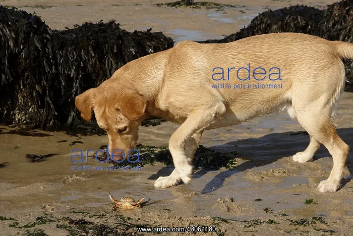 : Labrador playing with a crab at low tide Normandy France : Labrador playing with a crab at low tide Normandy France