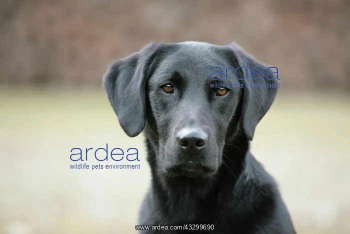  : Labrador portrait