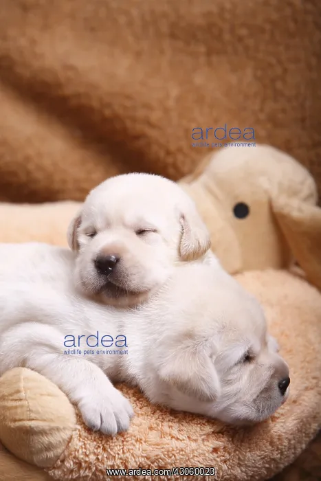: Labrador puppies sleeping on top of another France : Labrador puppies sleeping on top of another France
