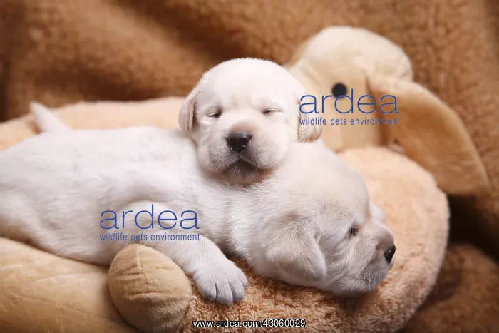 : Labrador puppies sleeping on top of another France : Labrador puppies sleeping on top of another France