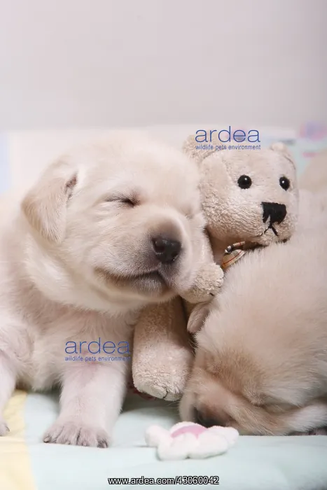  : Labrador puppies sleeping on a teddy bear France