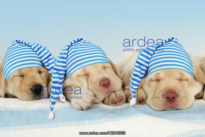  : Three labrador puppies sleeping and wearing nightcaps