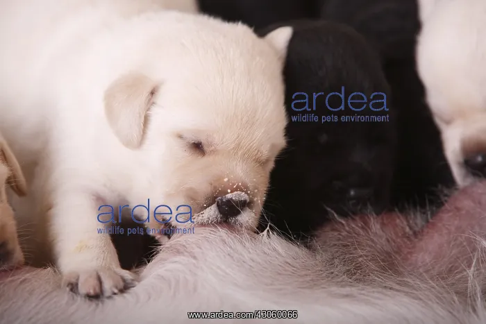 : Labrador puppies in suckling their mother France : Labrador puppies in suckling their mother France