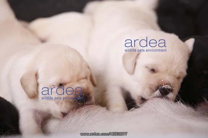 : Labrador puppies are suckling their mother France : Labrador puppies are suckling their mother France