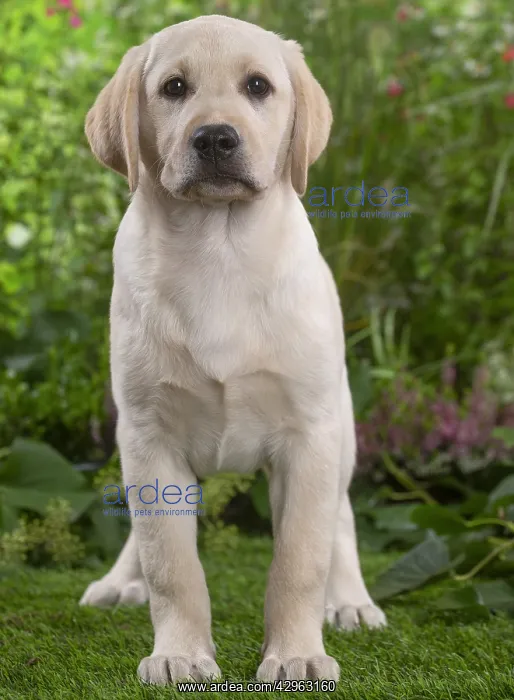 : Labrador puppy : Labrador puppy