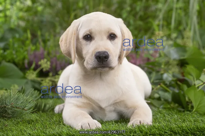 : Labrador puppy : Labrador puppy