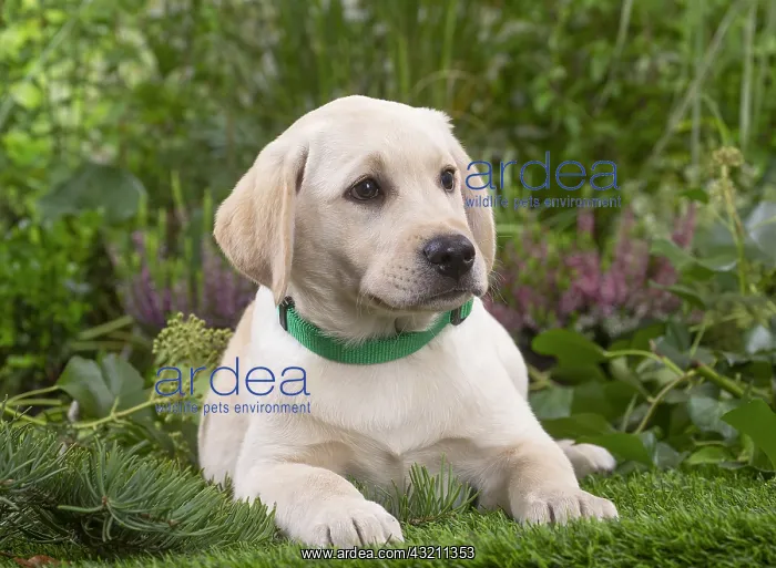 : Labrador puppy : Labrador puppy