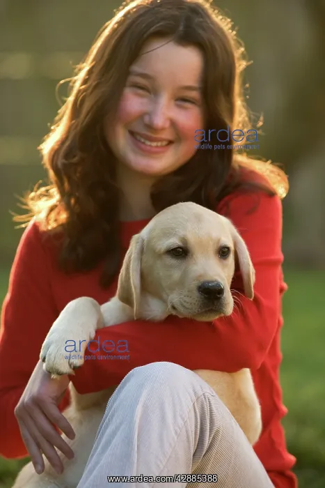  : Labrador - puppy being cuddled by your girl