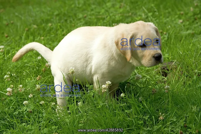 : Labrador - puppy defecating : Labrador - puppy defecating