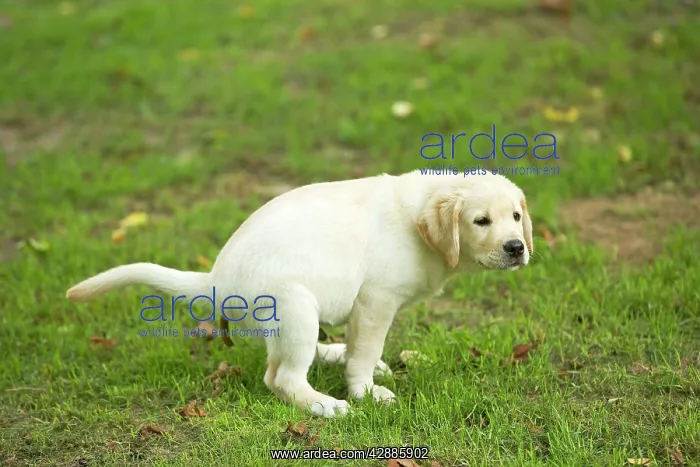 : Labrador - puppy defecating : Labrador - puppy defecating