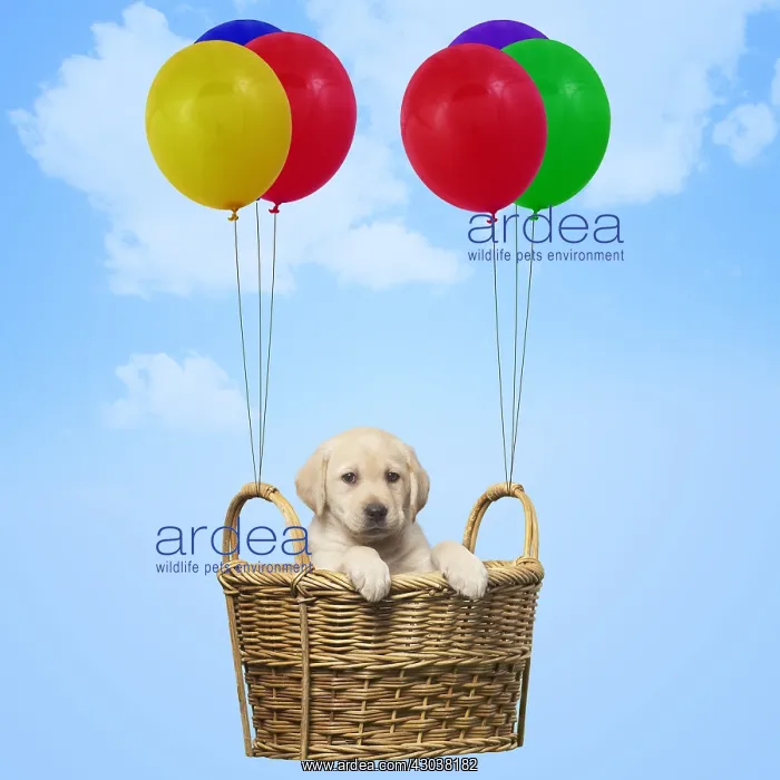 : Labrador puppy dog in basket attached to balloons : Labrador puppy dog in basket attached to balloons