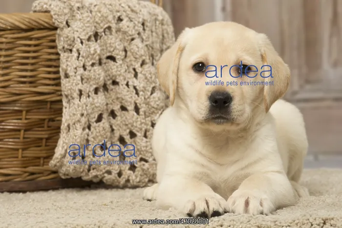  : Labrador puppy dog indoors