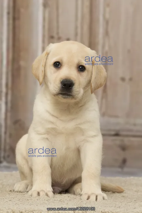  : Labrador puppy dog indoors