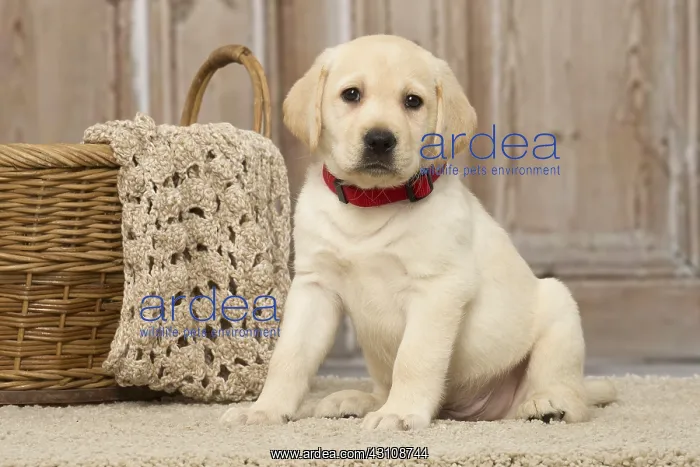  : Labrador puppy dog indoors