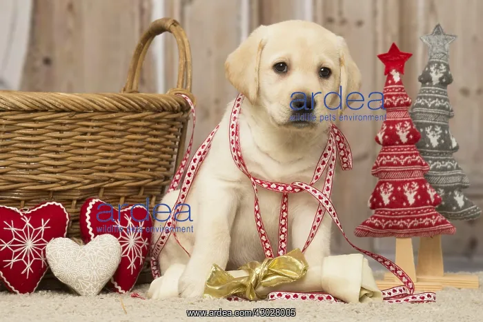  : Labrador puppy dog indoors at Christmas