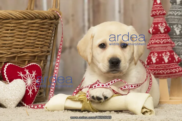  : Labrador puppy dog indoors at Christmas