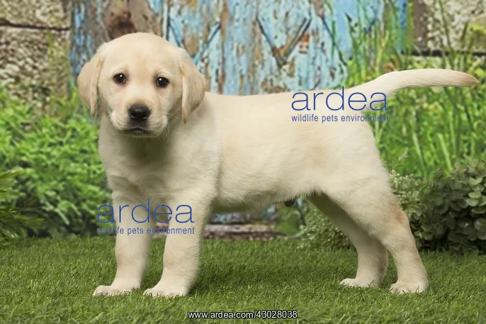  : Labrador puppy dog outdoors