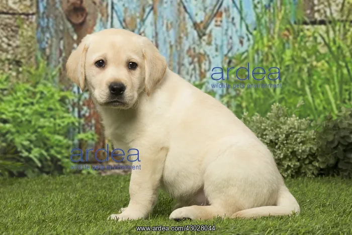  : Labrador puppy dog outdoors