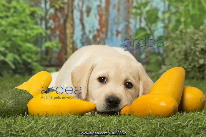  : Labrador puppy dog outdoors