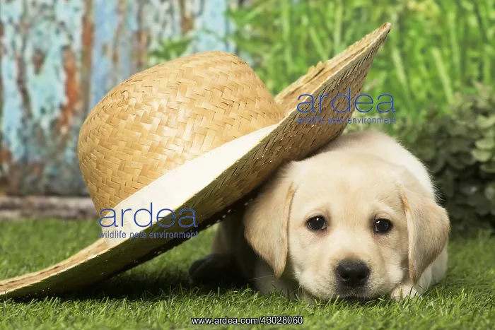  : Labrador puppy dog outdoors