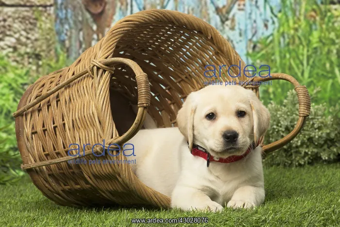  : Labrador puppy dog outdoors