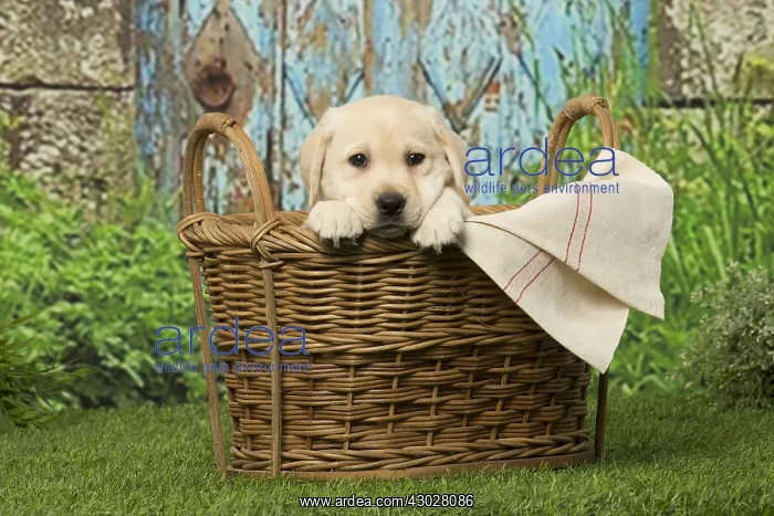  : Labrador puppy dog outdoors