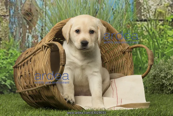  : Labrador puppy dog outdoors