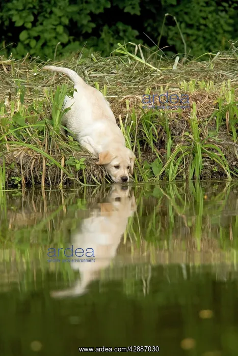 : Labrador - puppy drinking from water's edge : Labrador - puppy drinking from water's edge