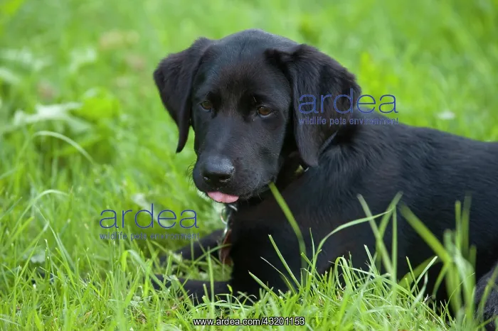 : Labrador puppy in the grass : Labrador puppy in the grass