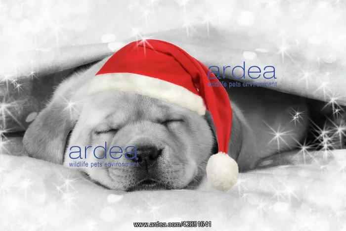 : Labrador puppy lying under a blanket wearing a Christmas hat : Labrador puppy lying under a blanket wearing a Christmas hat