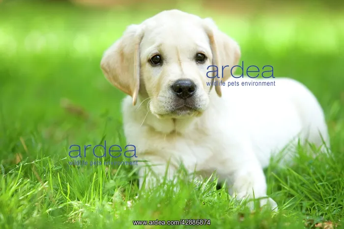  : Labrador - puppy lying in grass
