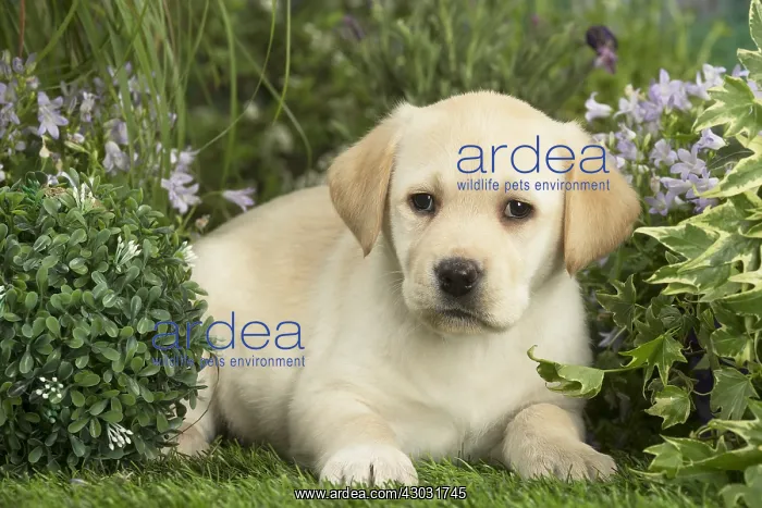  : Labrador puppy outdoors in the garden