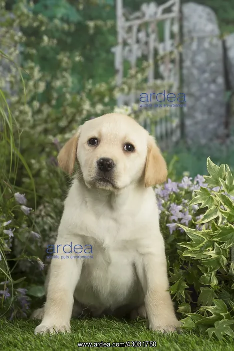  : Labrador puppy outdoors in the garden