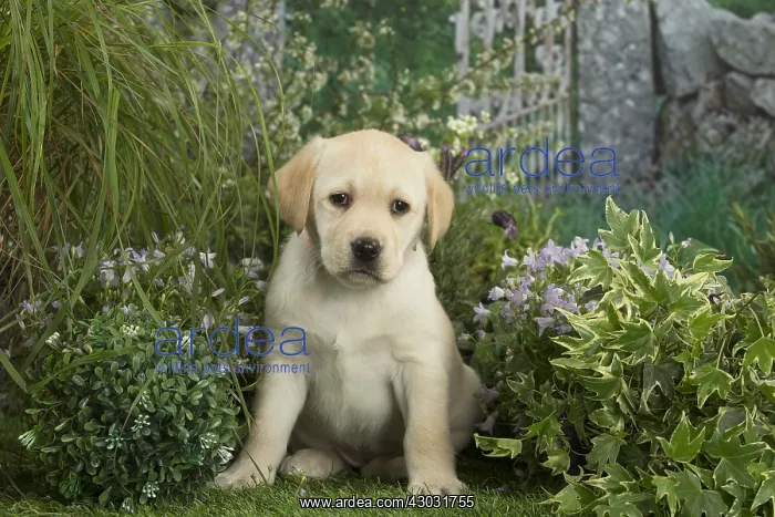  : Labrador puppy outdoors in the garden