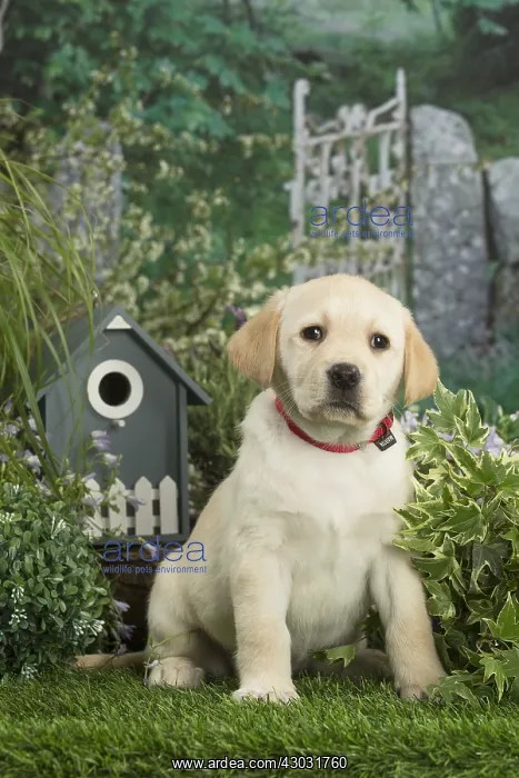  : Labrador puppy outdoors in the garden