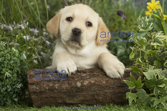  : Labrador puppy outdoors in the garden