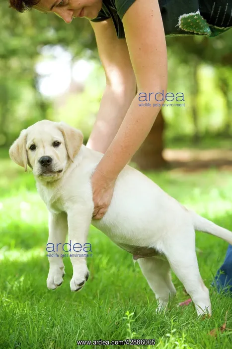  : Labrador - puppy being picked up by owner