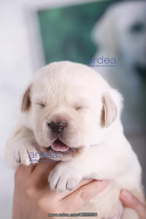 : Labrador puppy sand into the arms of his breeder France : Labrador puppy sand into the arms of his breeder France