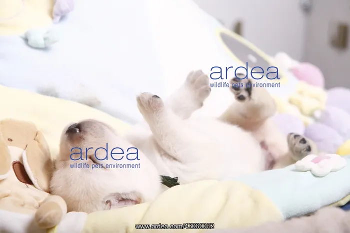 : Labrador puppy sleeping on their backs France : Labrador puppy sleeping on their backs France