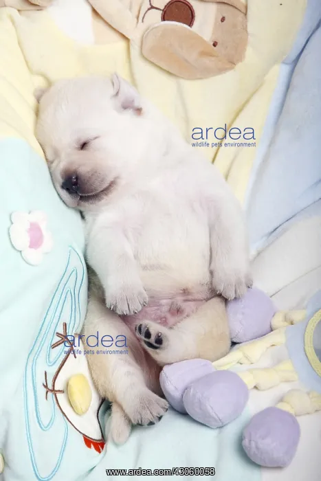 : Labrador puppy sleeping on their backs France : Labrador puppy sleeping on their backs France