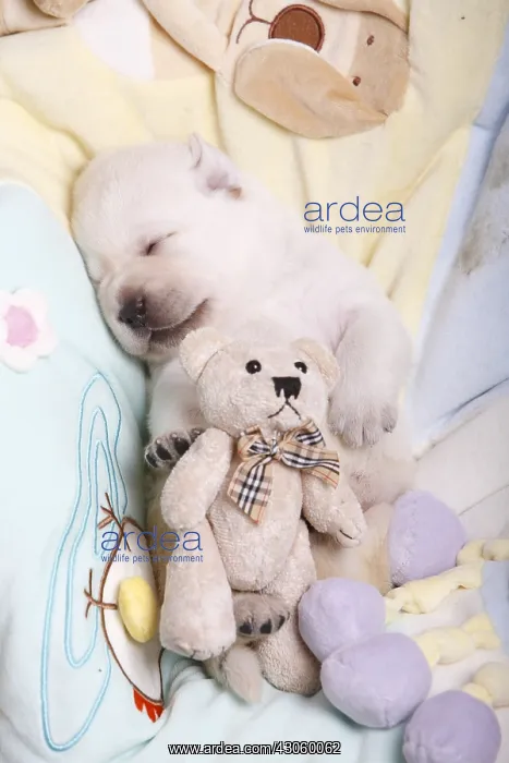 : Labrador puppy sleeping on their backs with a teddy bear : Labrador puppy sleeping on their backs with a teddy bear