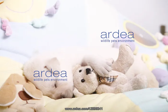 : Labrador puppy sleeping with a teddy bear France : Labrador puppy sleeping with a teddy bear France
