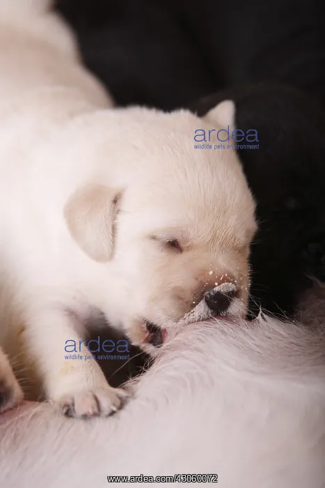 : Labrador puppy is suckling his mother France : Labrador puppy is suckling his mother France
