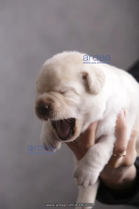 : Labrador puppy yawning in the hands of his breeder : Labrador puppy yawning in the hands of his breeder
